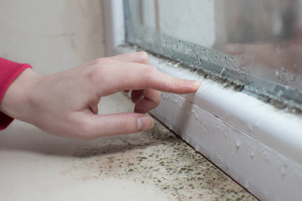 Best Crawl Space Mold Remediation  in Alturas, FL